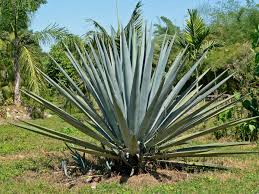 Licor de agave